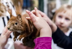 naturkundemuseum fell eines eichhörnchens