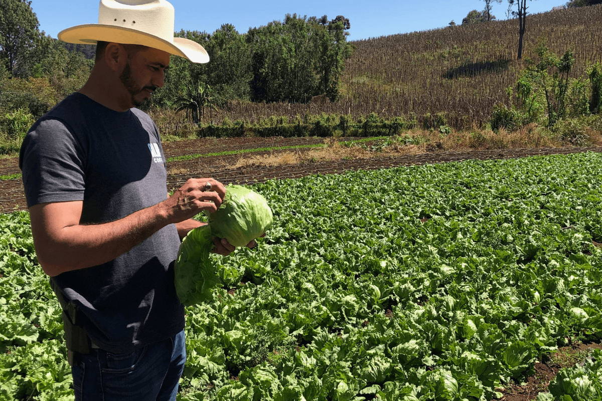 Coffee farmer eating lettuce