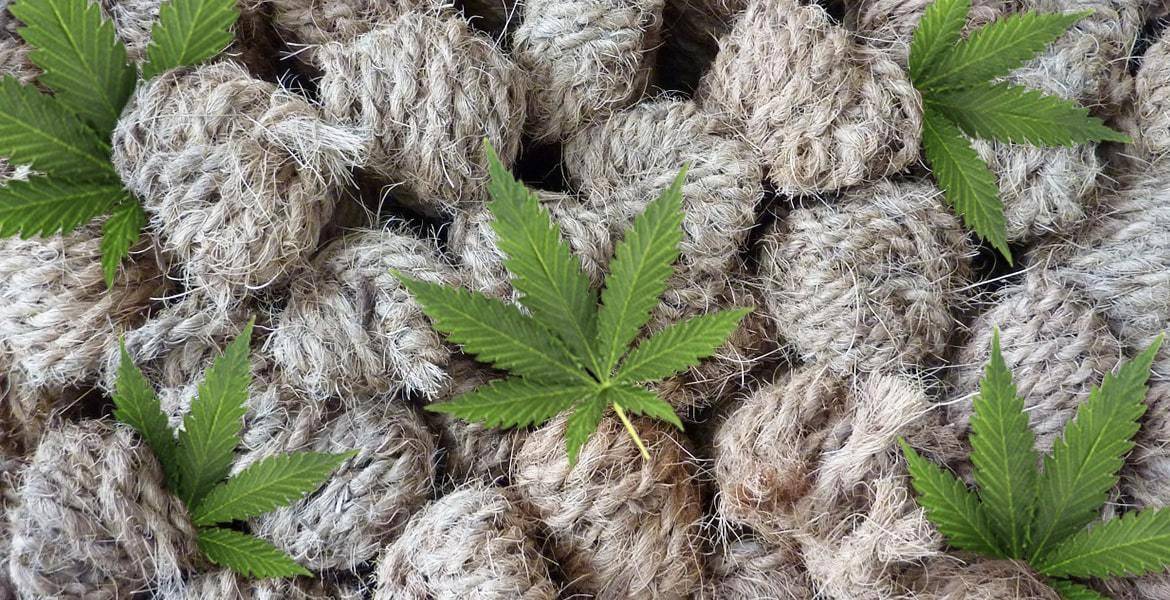 Hemp is an annual herbaceous plant of the species cannabis sativa, meaning useful hemp. It replaces trees as the source of raw material for wood and paper, thereby conserving forests.