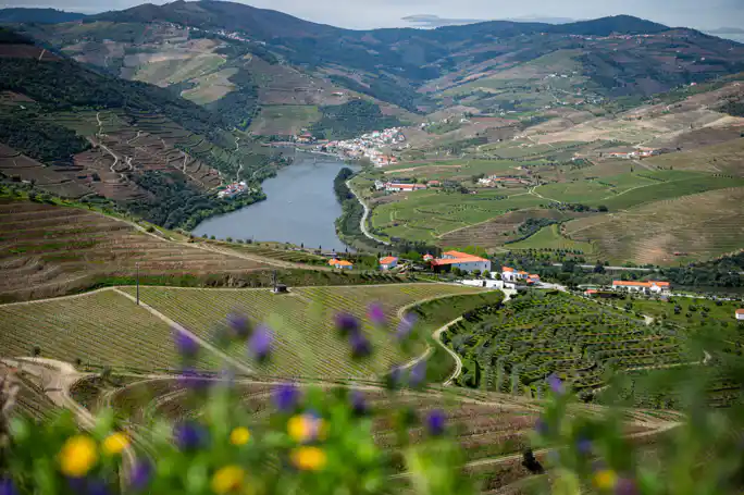 Douro Valley Tour: 2 Wineyard, River Cruise and Lunch