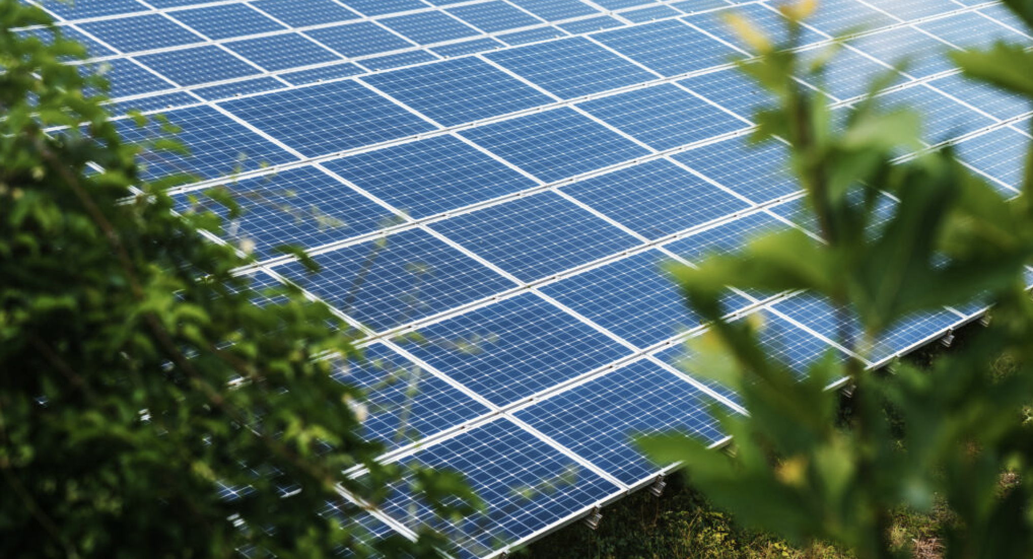 Rows of blue solar panels are installed outdoors, surrounded by green plants and foliage, capturing sunlight for renewable energy generation.