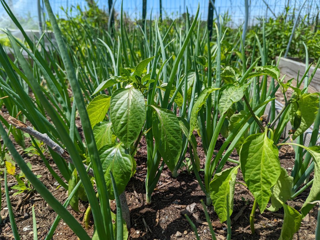 Intercropping the peppers and onions