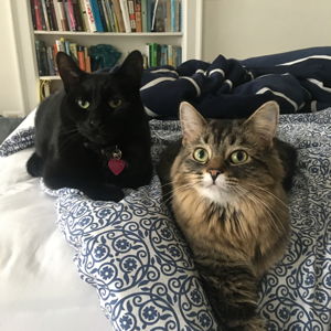 Donate to local animal shelter