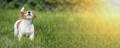 small dog barking