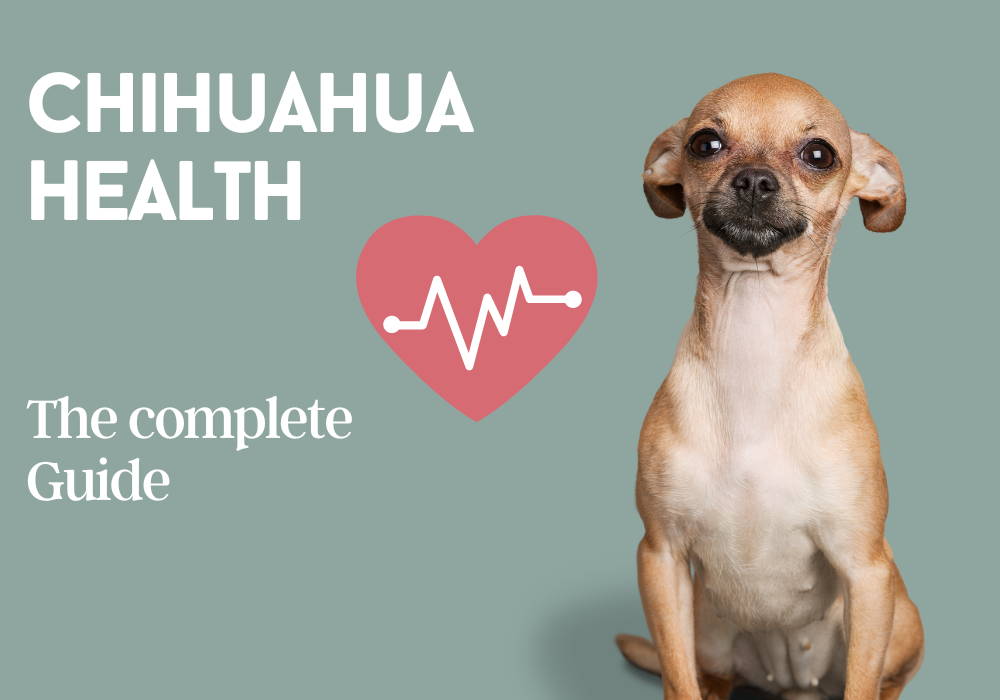 chihuahua health