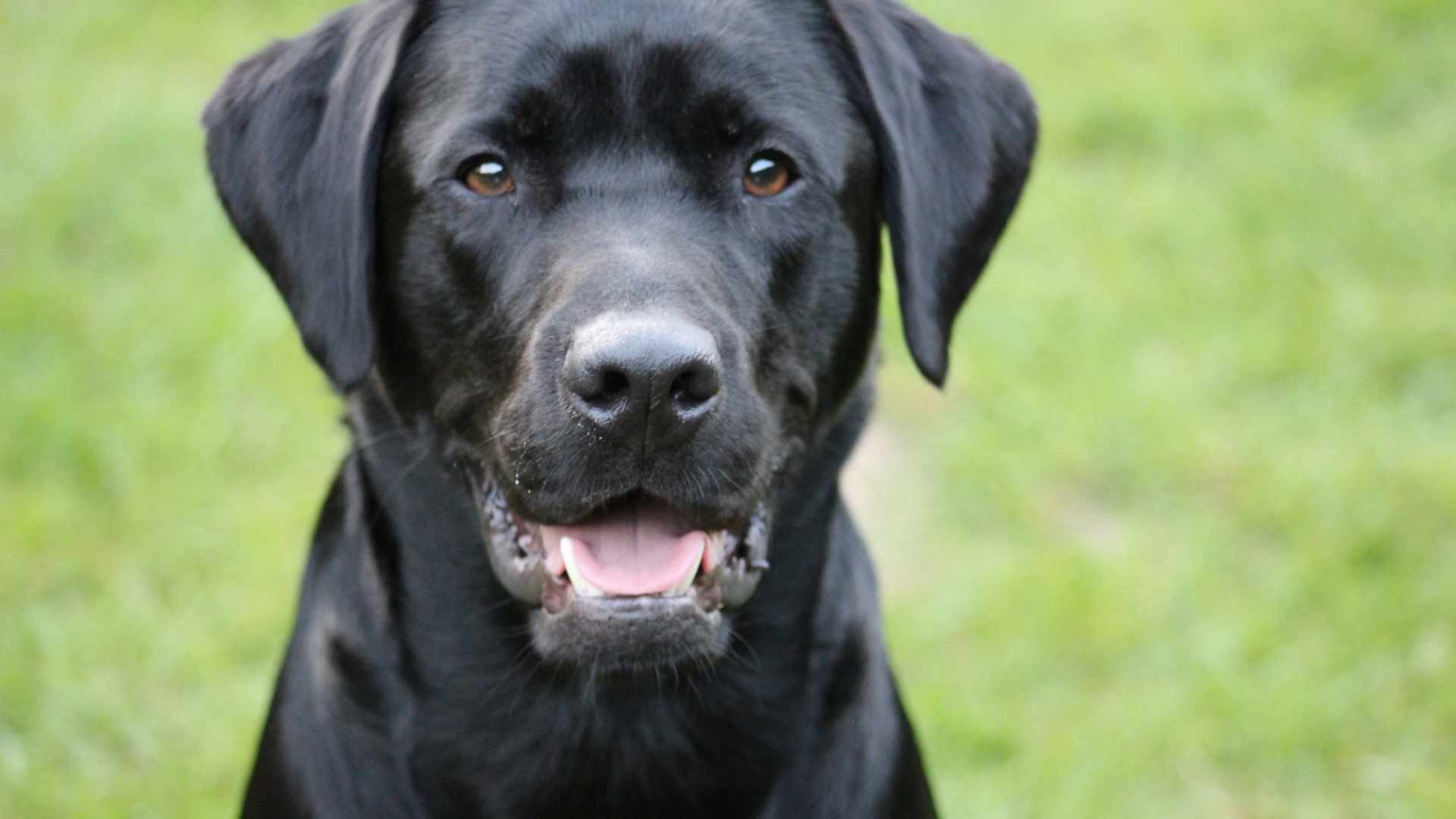 Hund mit langem, hellen Fell liegt im Schnell, die Nase voller Schnee