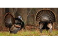 Two-Day Fully Guided Eastern Wild Turkey Hunt in Pickensville, Alabama
