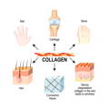 Collagen benefits your nails, hair, skin, cartilage, bones, and connective tissue