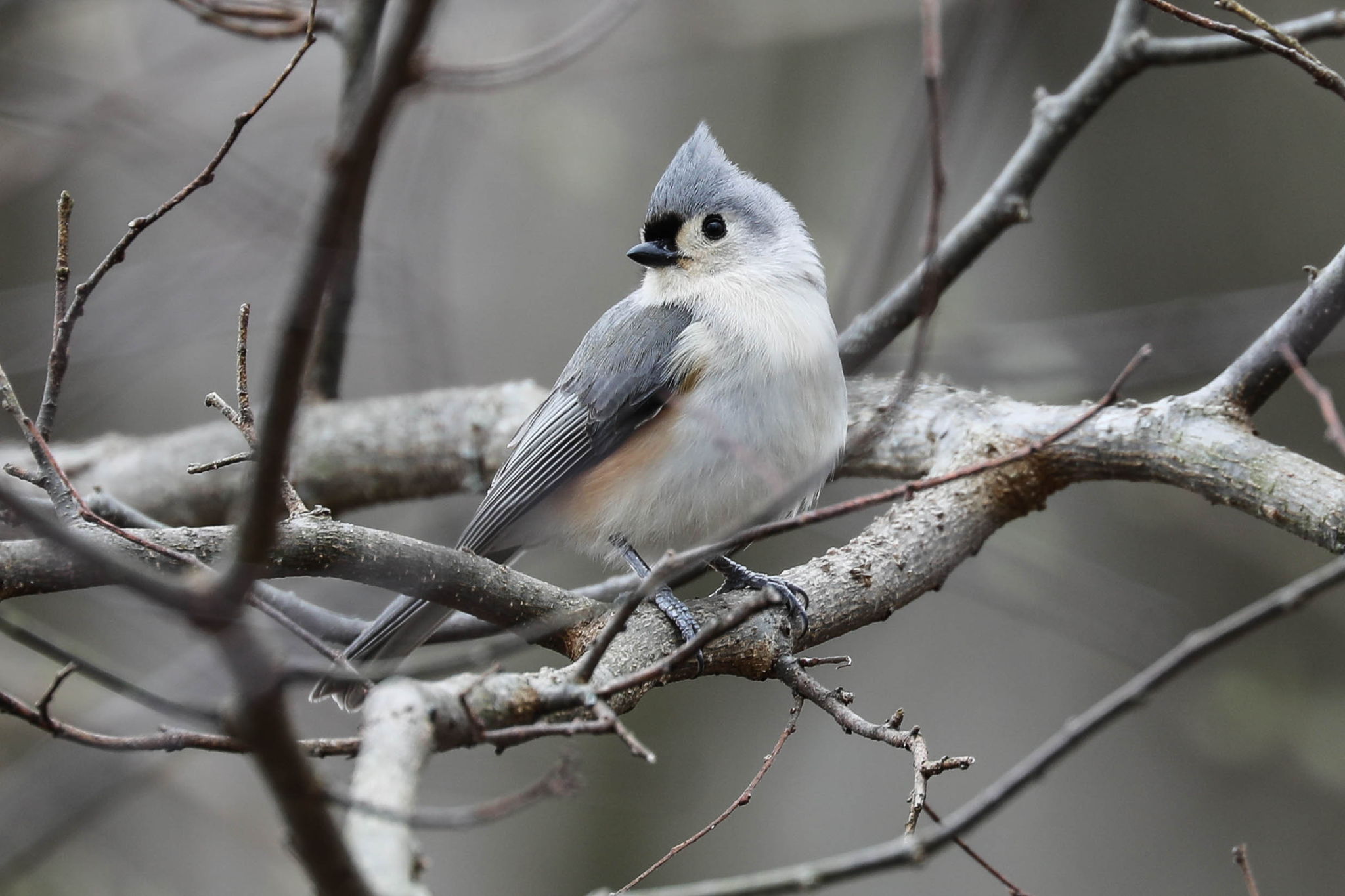 Tufted Titmouse