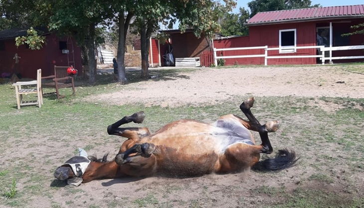 iris brosen pferd auf dem rücken liegend