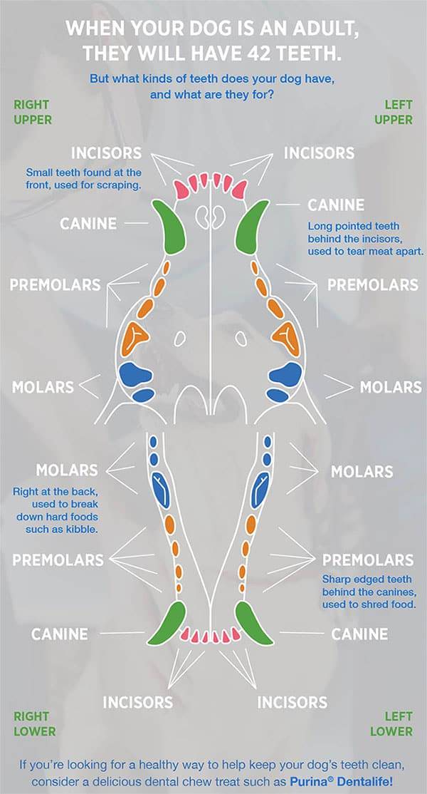 chihuahua teeth removal