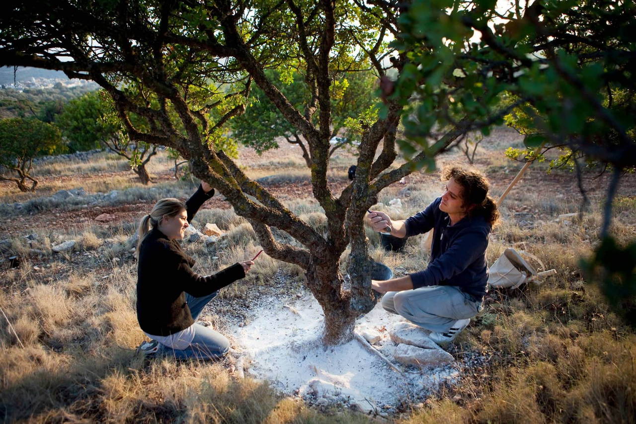 Picking Mastic Gum