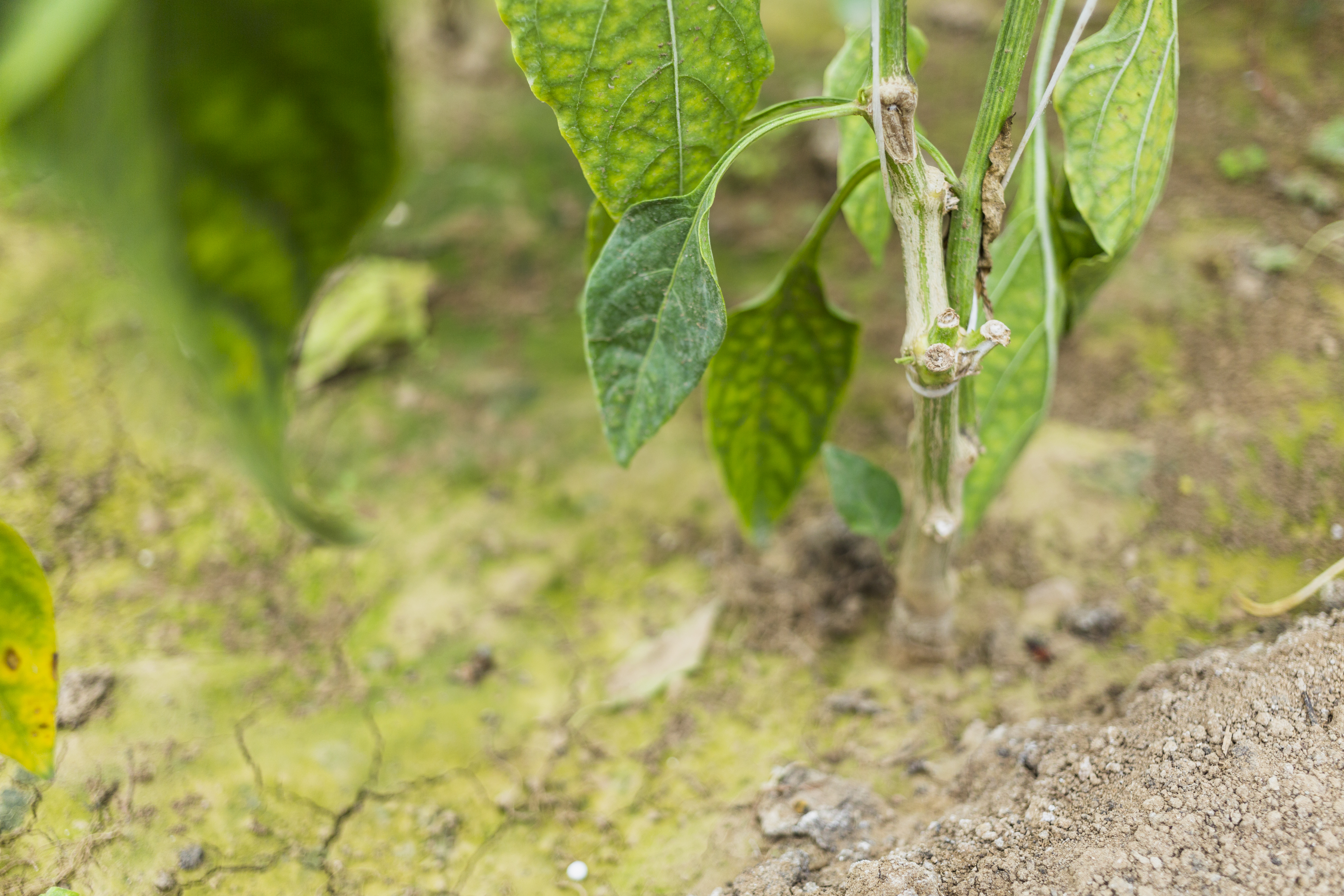 A pepper plant in poor soil with discolored leaves