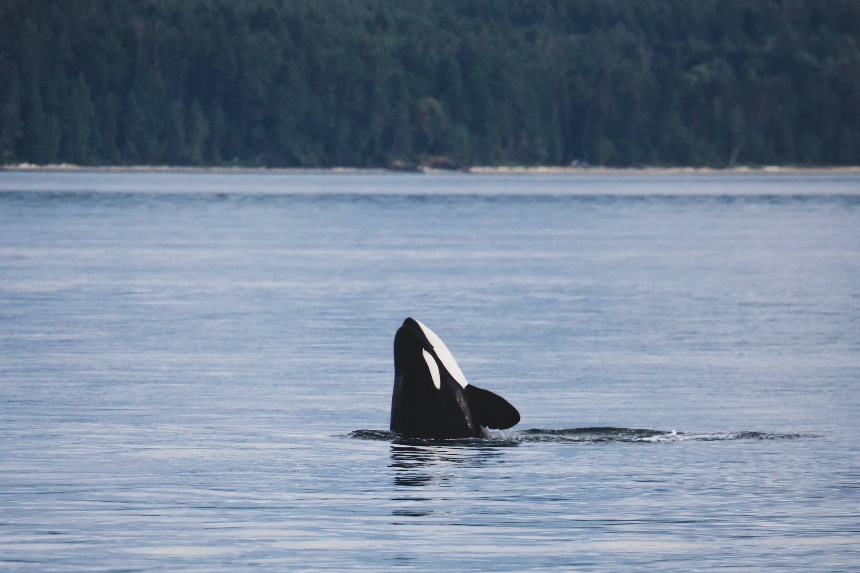 Orca Conservancy is a non-profit organization working on behalf of Orcinus orca, the killer whale, and protecting the endangered orcas and the wild places in which they live