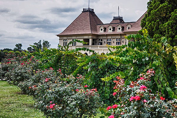 Rose Vineyard - Chateau Elan