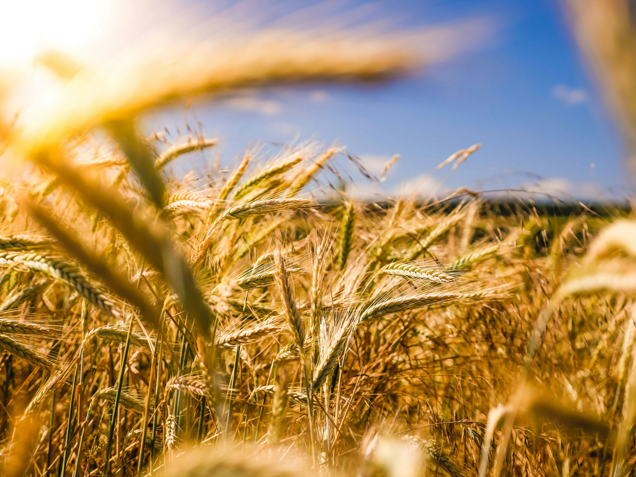 tipos de campos en Argentina, campo agrícola Córdoba, campo ganadero Córdoba, campo mixto inversión, comprar campo en Córdoba, campo de recreo serranías