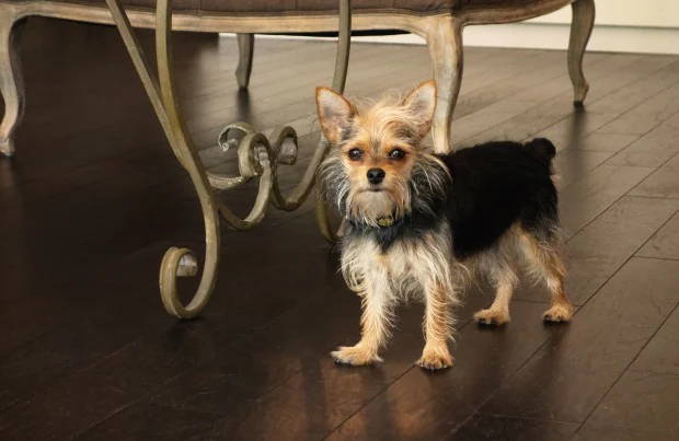 yorkshire terrier chihuaha mix