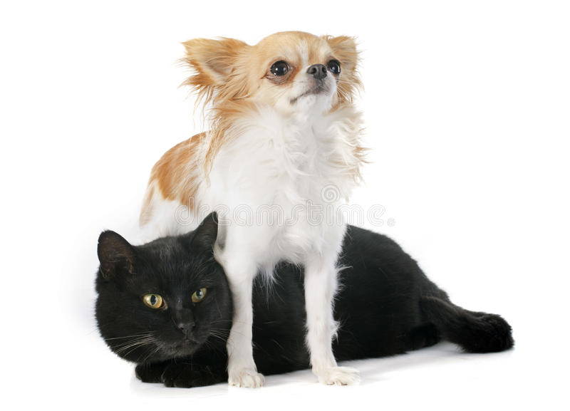 chihuahua and cat fight