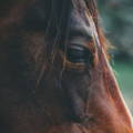 closeup of horse eye