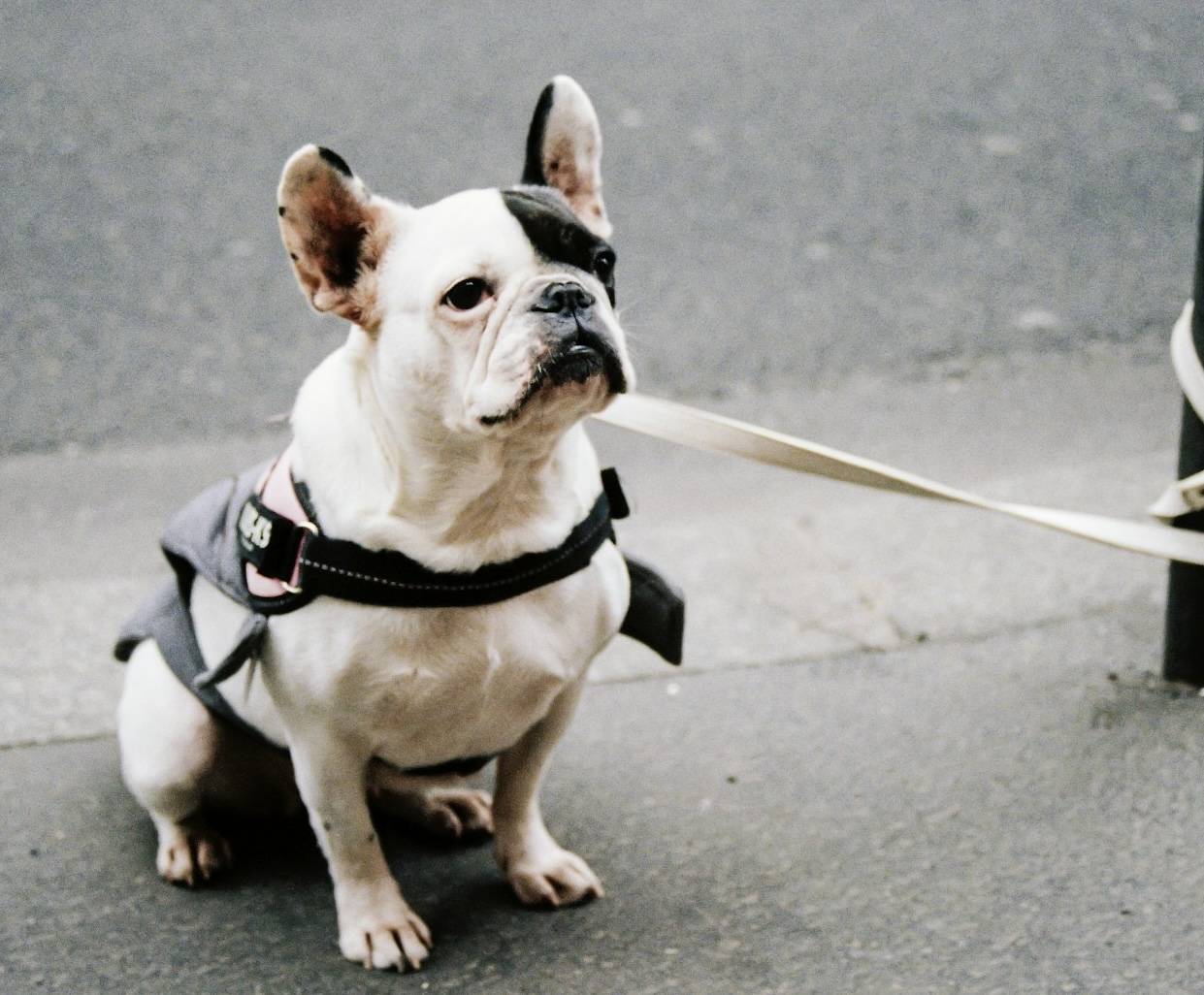 French Bulldog sitting and looking at the camera