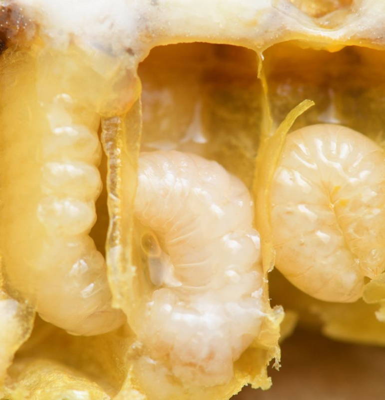 Close up image of honeybee larvae in honeycomb cell