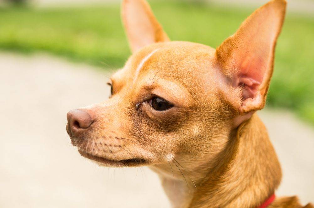 deer legged chihuahua