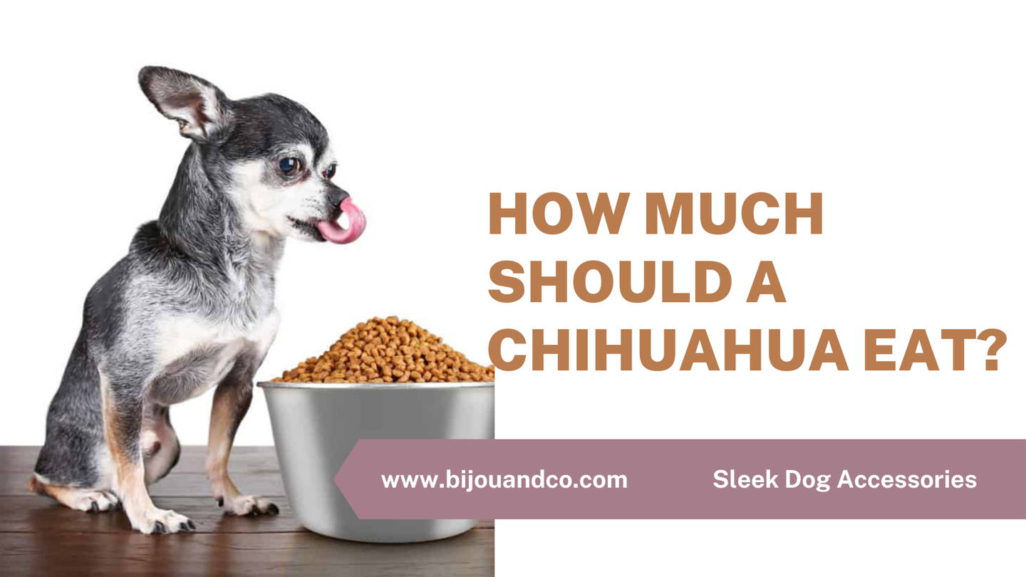 how much should a chihuahua eat