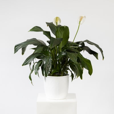 Seasonal Indoor Plant