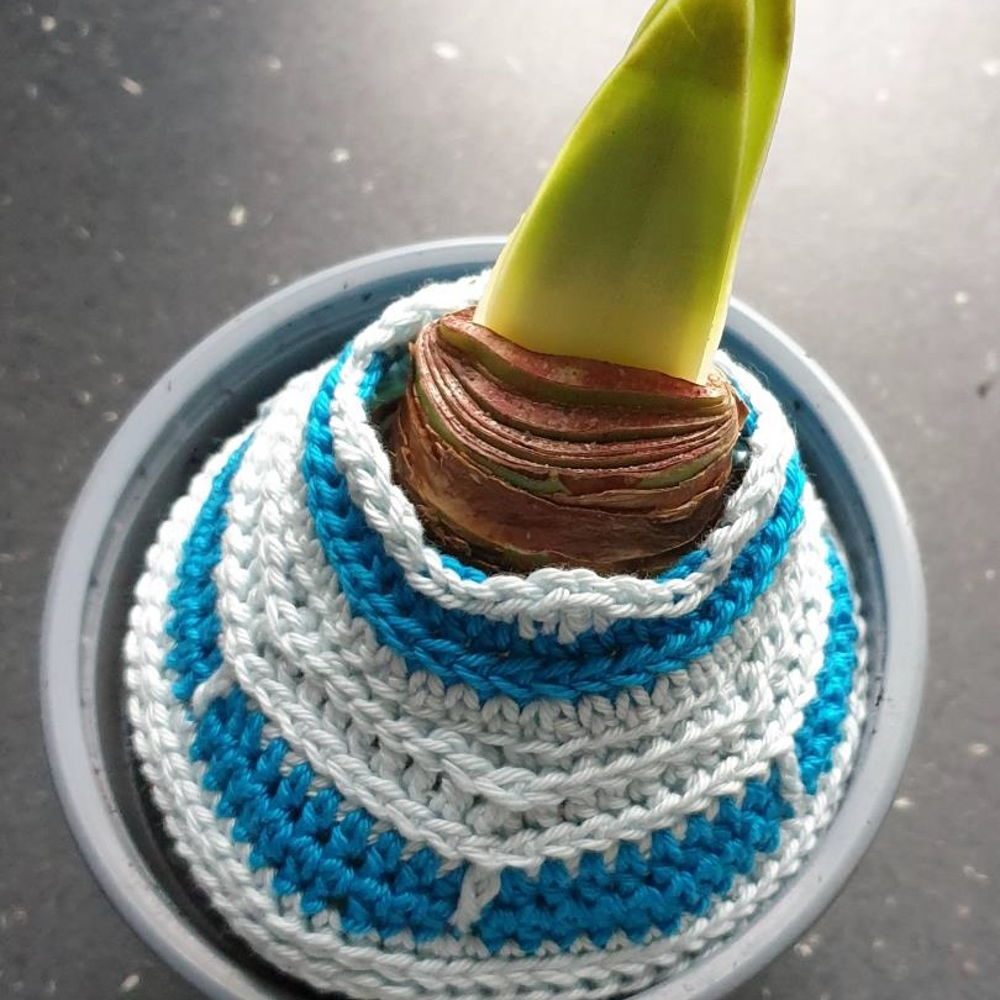 Amaryllis tree