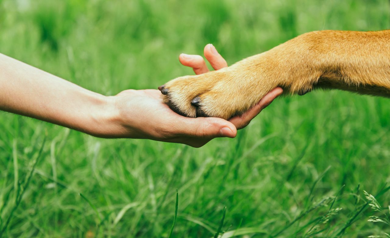 featured image for story, SERVICE & EMOTIONAL SUPPORT ANIMAL DIFFERENCES