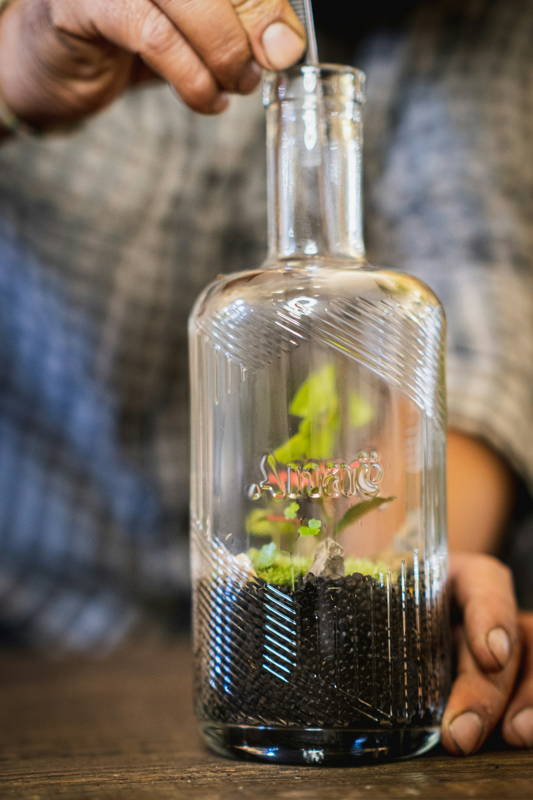 terrarium créé dans une bouteille de vin en verre