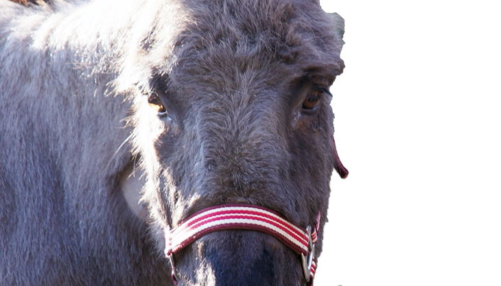 haus natur und umwelt partyesel