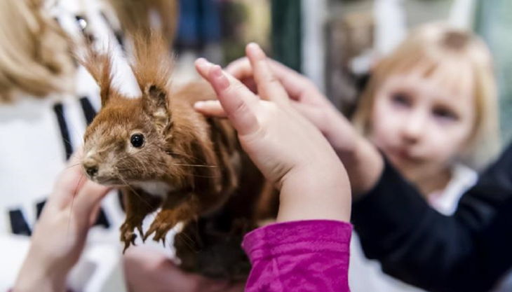 naturkundemuseum fell eines eichhörnchens