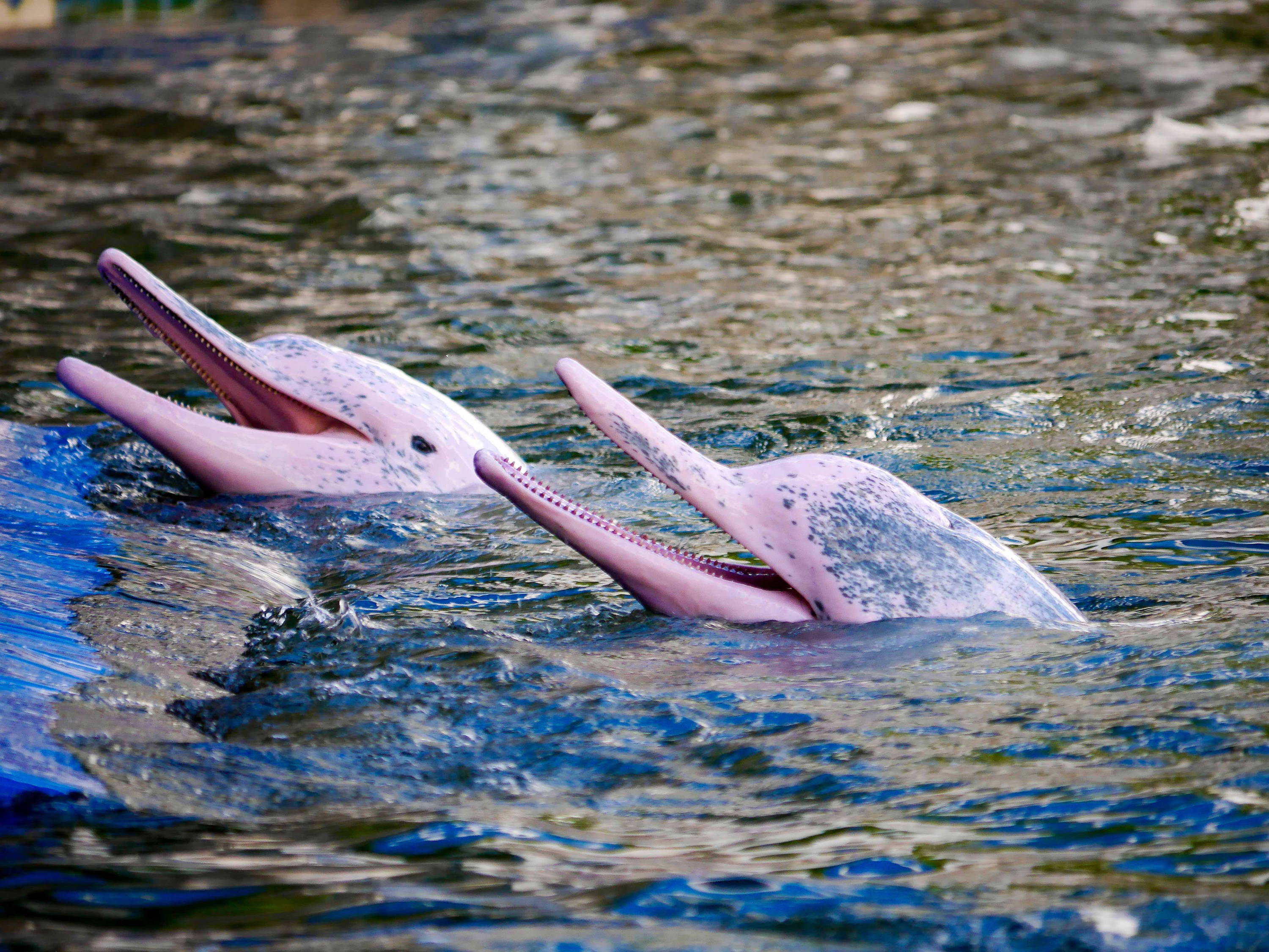 Амазонский дельфин 4. Амазонский Речной Дельфин. Розовыми амазонскими речными дельфинами. Розовый Речной Дельфин амазонки. Амазонский розовый Дельфин.