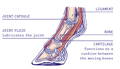 fetlock joint of a horse drawing CURAFYT