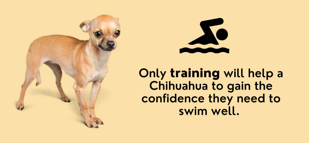 chihuahuas swimming in water