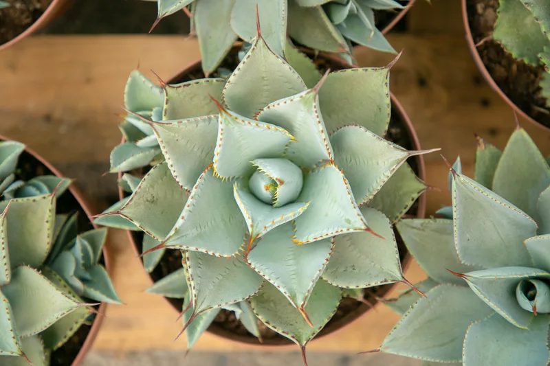 Group of agave in small pots