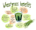 watercolor graphic of a wheatgrass shot, listing the various health benefits of using wheatgrass