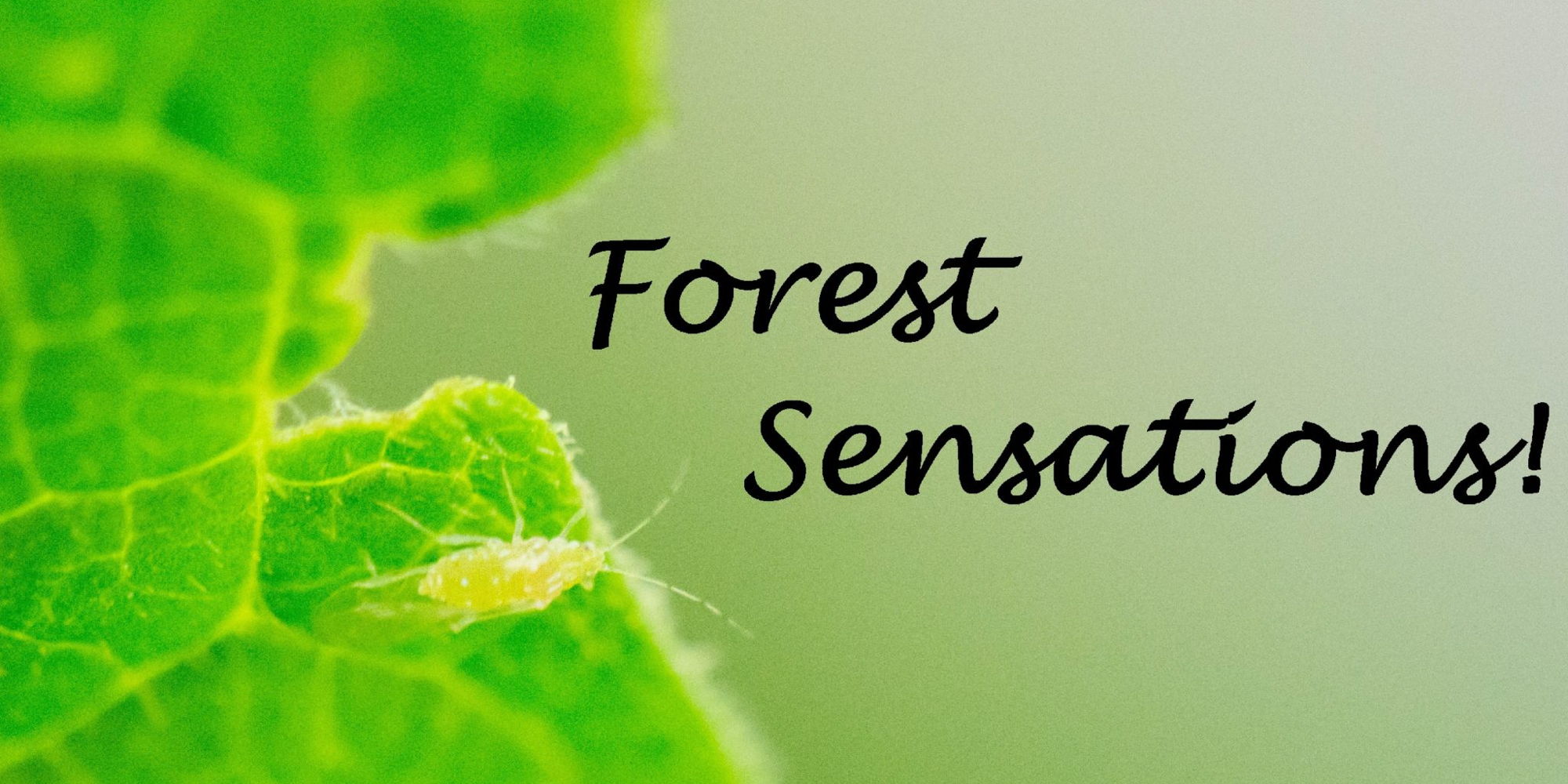 Forest Sensations! promotional image