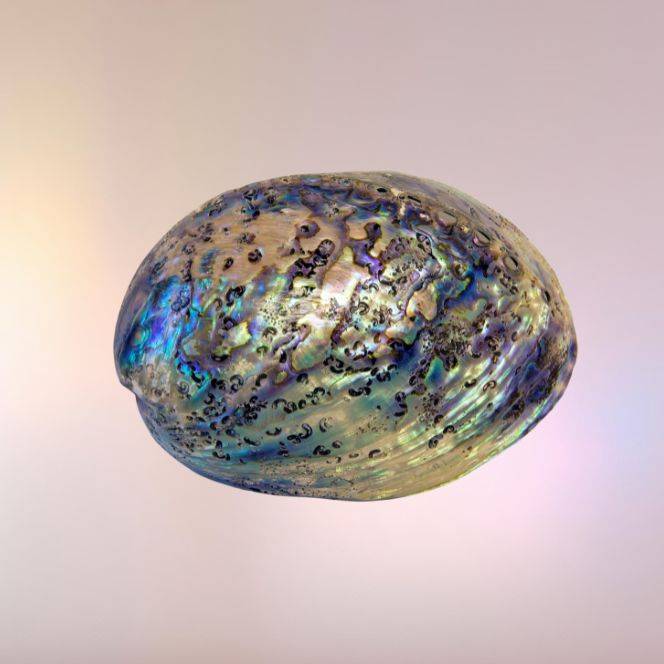 Coquillage Abalone naturel – nacre irisée utilisée en lithothérapie pour purifier et harmoniser les énergies.