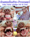 Sari verwendet jeden Tag Zahnstein-Dental Spray und zeigt auf dem Foto ihre strahlend weißen Zähne. Sari darf Hermann mit einem "Leckerli-Küsschen" ein Leckerli aus dem Mund holen.