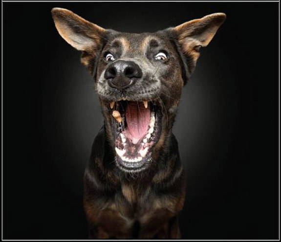 Treat Joy Vs Fur Ever Home We Love Doggos treat-joy-vs-fur-ever-home-we-love-doggos