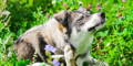 Hund sitzt draußen und kratzt sich am Körper – starker Juckreiz
