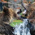 bear cubs fighting in the water