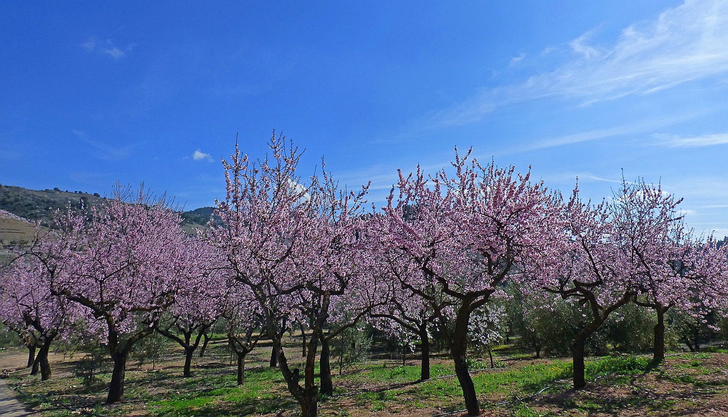  Santanyi
- mandelbäume landschaft.jpg