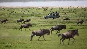 Maasai Mara Game Reserve & Lake Naivasha