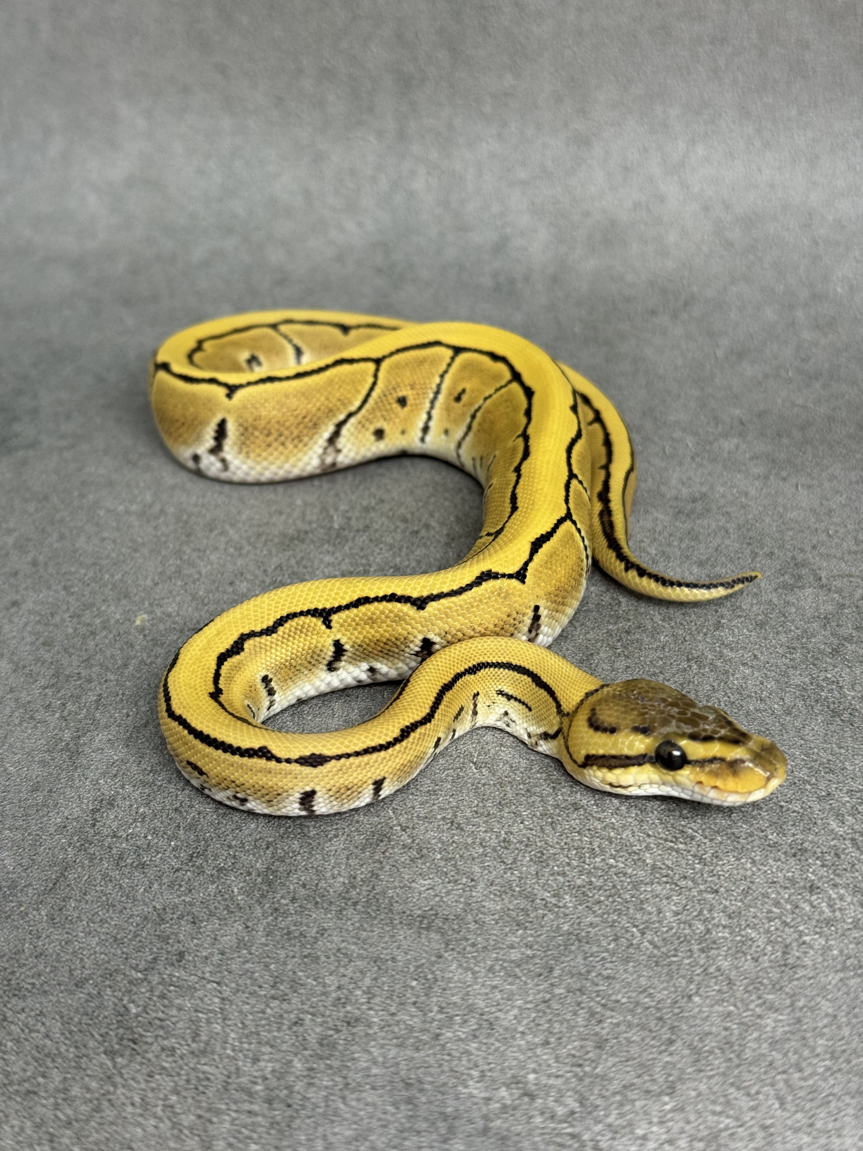 Pinstripe Desert Ghost Het Clown