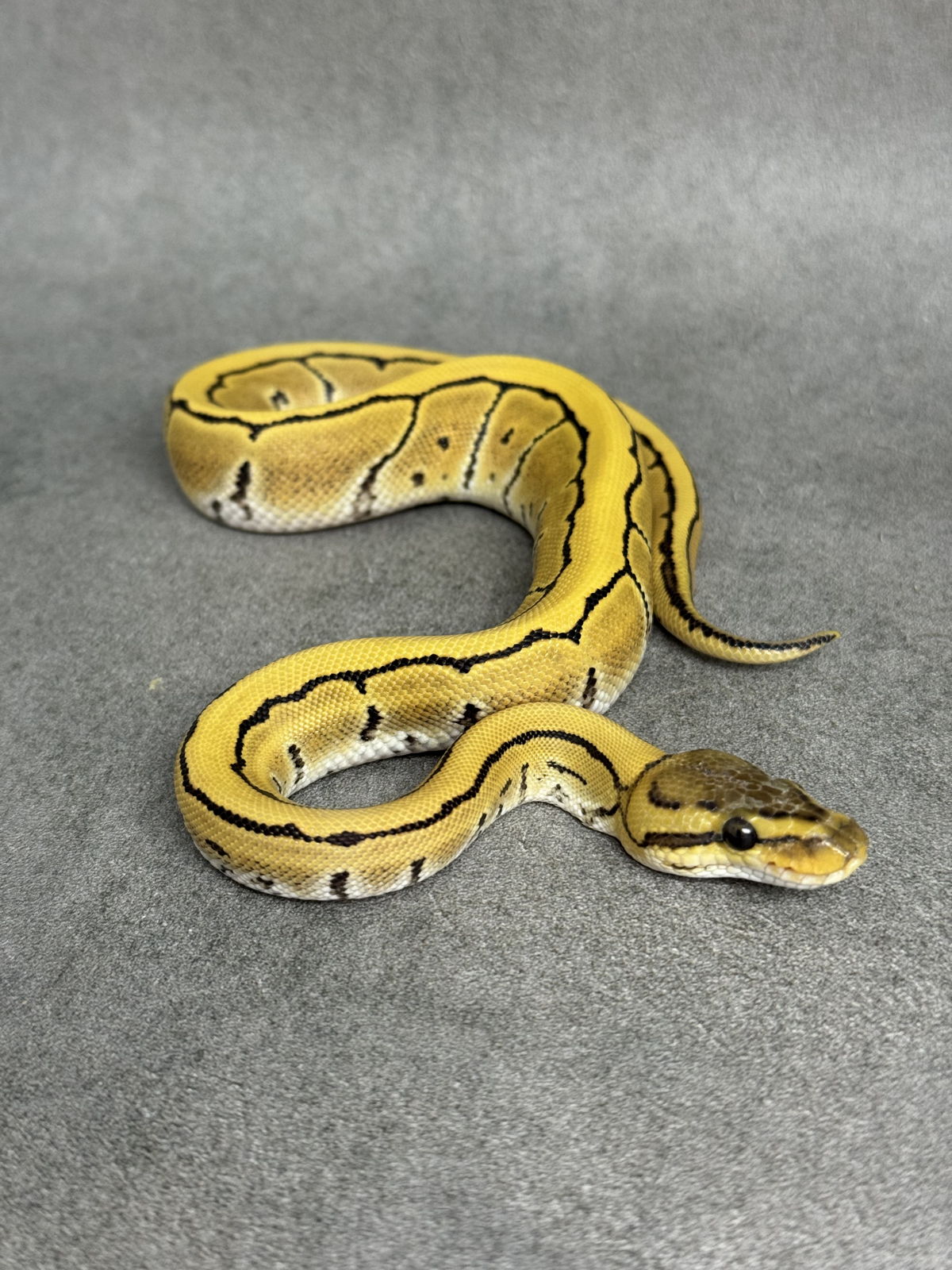 Pinstripe Desert Ghost Het Clown