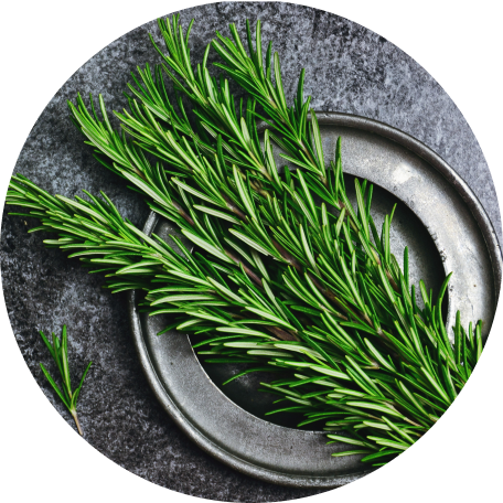 Rosemary Extract