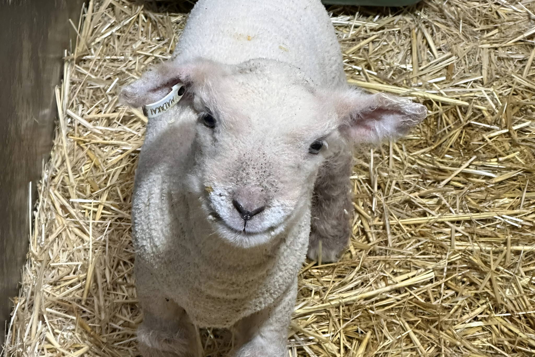 1-Picsart-AiImageEnhancer